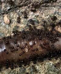 Pristomyrmex punctatus