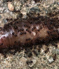 Pristomyrmex punctatus