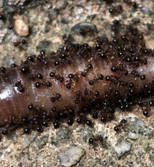 Pristomyrmex punctatus