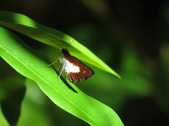 Sabera caesina
