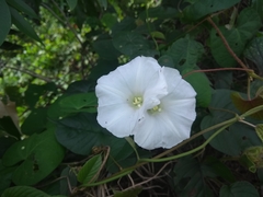 Odonellia hirtiflora
