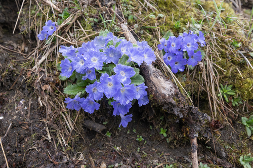 Primula whitei, photograph 4