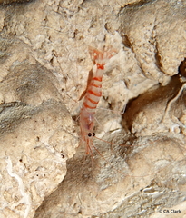 Hippolytidae