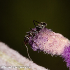 Iridomyrmex suchieri