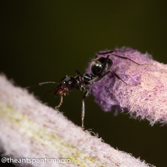 Iridomyrmex suchieri