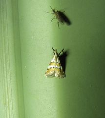 Eurhythma cataxia