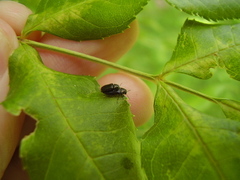 Maoraxia eremita