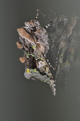 Behrensia conchiformis