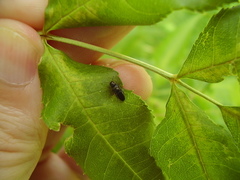 Maoraxia eremita