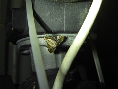 Agrioglypta itysalis