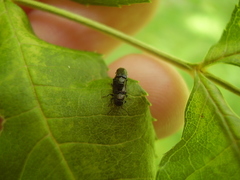 Maoraxia eremita