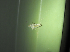 Parapoynx dentizonalis