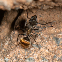 Polyrhachis aurea