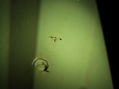 Nippoptilia cinctipedalis