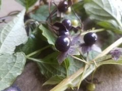 Jaltomata repandidentata