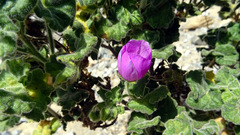 Cristaria glaucophylla, photograph (c) Jorge Muñoz Camadro, some rights reserved (CC BY)