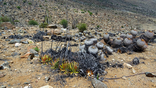 Deuterocohnia chrysantha, photograph 5