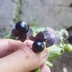 Jaltomata repandidentata