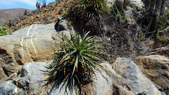 Puya boliviensis, photograph (c) Jorge Muñoz Camadro, some rights reserved (CC BY)