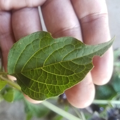 Jaltomata repandidentata