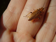 Balta bicolor