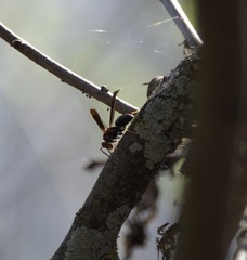Polistes annularis