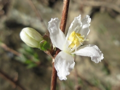 Deutzia uniflora