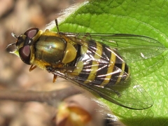 Syrphus vitripennis