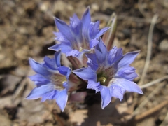 Gentiana zollingeri