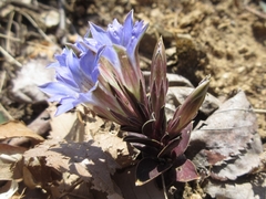 Gentiana zollingeri