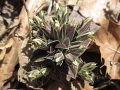 Gentiana zollingeri