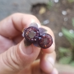 Jaltomata repandidentata