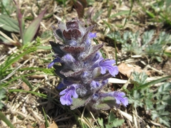Ajuga multiflora