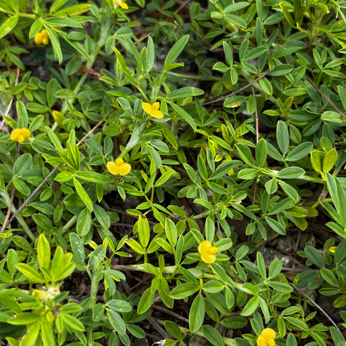 Stylosanthes hamata, photograph 4