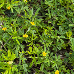 Stylosanthes hamata, photograph (c) Gabriel, some rights reserved (CC BY)