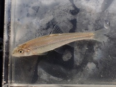 Burrhead Chub photo 2