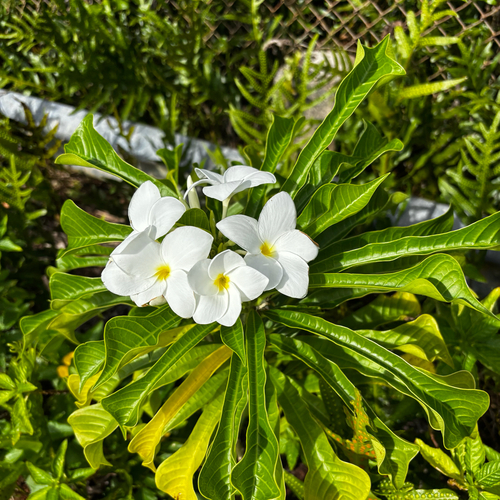 Plumeria pudica (Plumeria pudica)