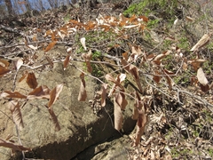 Lindera glauca