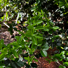 Triphasia trifolia, photograph (c) Gabriel, some rights reserved (CC BY)