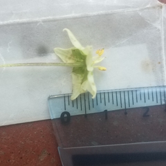 Jaltomata repandidentata