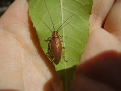Balta bicolor