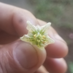 Jaltomata repandidentata