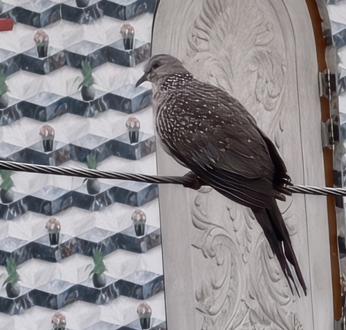 Spotted Dove