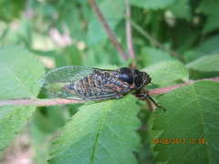 Cicadetta montana