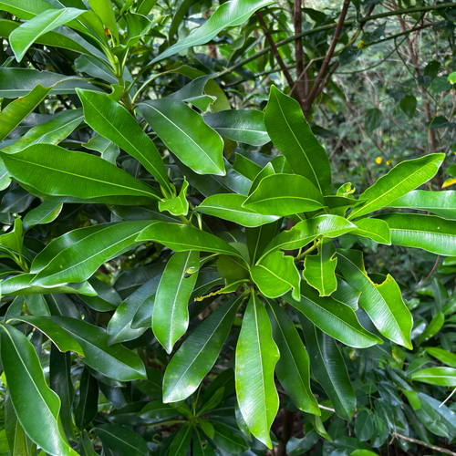Ochrosia mariannensis observed 2026-05-17