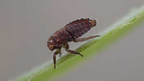 Macropsis najas