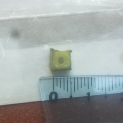 Jaltomata repandidentata