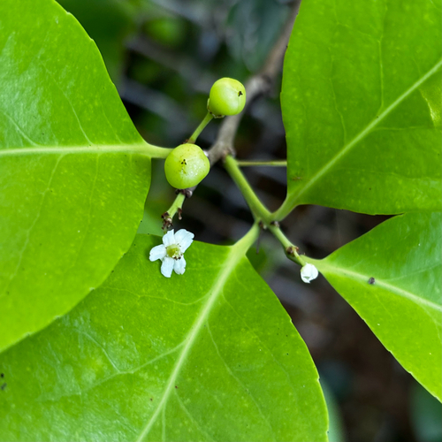 Gymnosporia thompsonii observed 2026-05-17