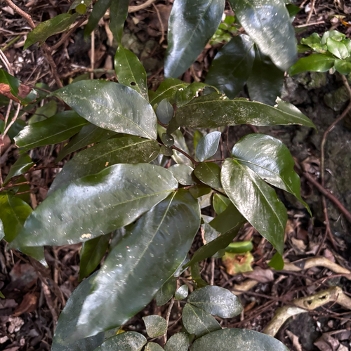 Cynometra ramiflora, photograph 3