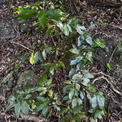 Cynometra ramiflora, photograph 4